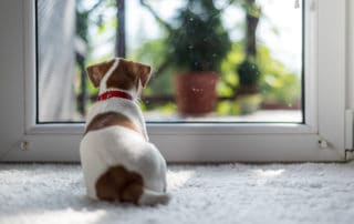 home pet