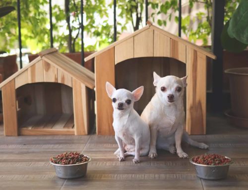What to Do with Pets When Selling a Home